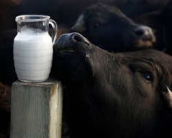 Buffalo Milk Kefir